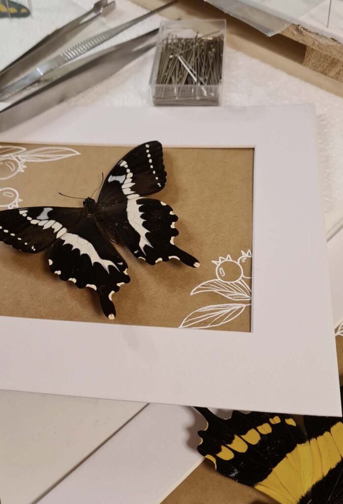 A framed butterfly