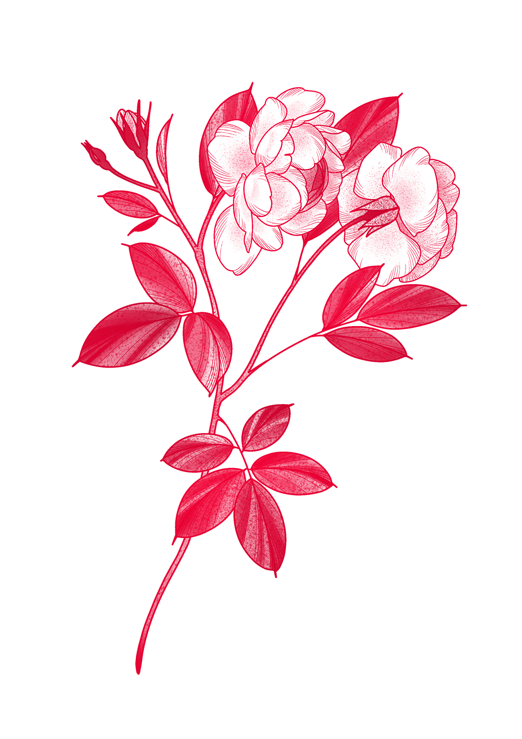 Pink rose